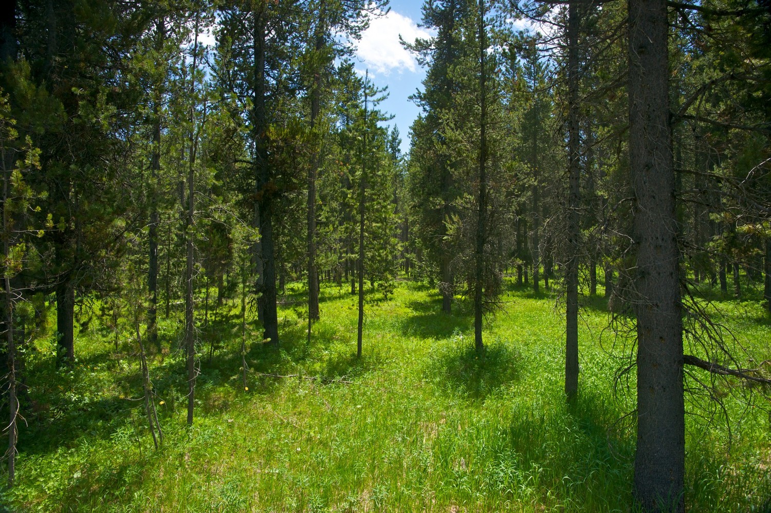 meadow-pine-trees-2.jpg
